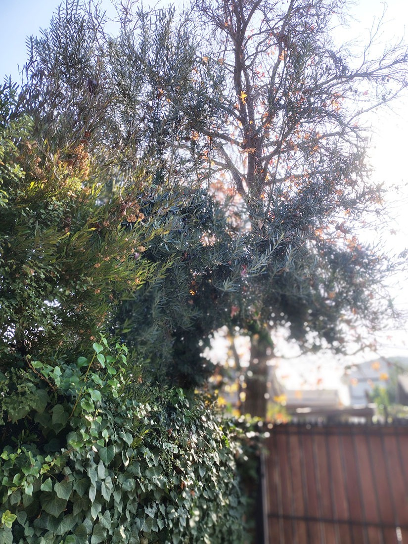   Francisco de Villagra - La Reina