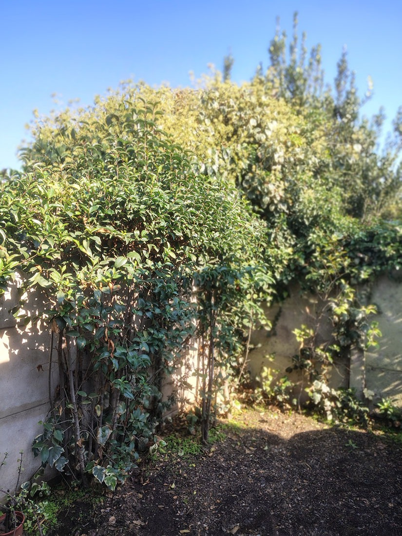   Francisco de Villagra - La Reina